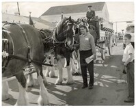 Photo of Man With Budweiser Horses