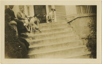 Dogs on Steps