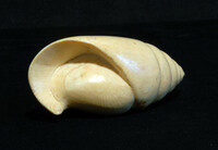 Ivory shell