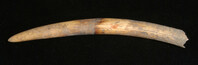 Ivory tusk