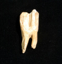 Animal tooth