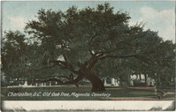 Charleston, S.C. Old Oak Tree, Magnolia Cemetery