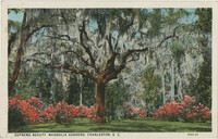 Supreme Beauty, Magnolia Gardens, Charleston, S.C.