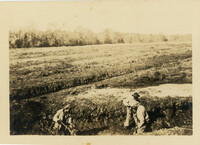 Mulberry Plantation Rice Harvest Photo 13