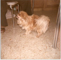 Photograph of a Dog