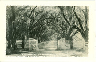 Entrance to Old Plantation, Beaufort, S.C.