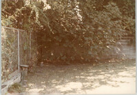 Photograph of a Back Yard