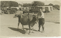 Man with Jersey Cow