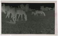 Negative of Horses Grazing at Gippy Plantation