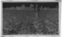 Negative of Man with Illegible Sign in Field