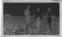 Negative of Three Men and a Field