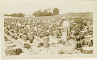 Romaine Harvest