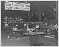 Poultry, Pigeons and Rabbits Fair Exhibit