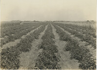 Tomato Field