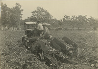 Men Harvesting Potatoes on Machinery