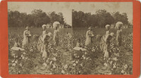 Stereo Card Depicting Women and Children Working in a Cotton Field