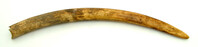 Ivory tusk
