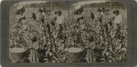 Cotton is king: Plantation Scene with Pickers at Work, Georgia