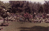 Photograph, Rose garden