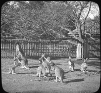 Kangaroos in The Zoological Garden, Adelaide, Australia.