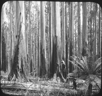 Giant Eucalyptus or Gum Trees, 400 ft. High, Victoria.