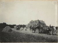 Loaded hay wagons and shocks