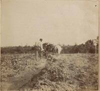 Man and mule team tilling field