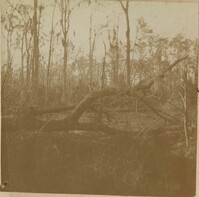 Fallen trees