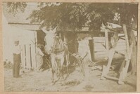 Mules and workers near shed