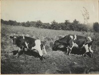 Two cows in Altona