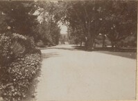 Road bordered by trees and shrubs