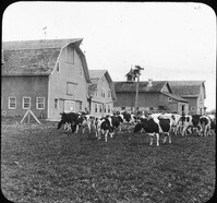 Dairy Barns and Herd of Holstein Cattle, Lakemills, Wis.