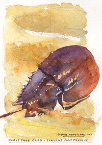 Horseshoe Crab - Limulus polyphemus