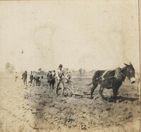 Man plowing with mule followed by other workers
