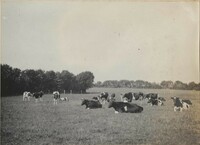 Herd of cows at rest at Altona