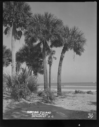 Cluster of palmetto trees at Hunting Island State Park, Beaufort S.C.