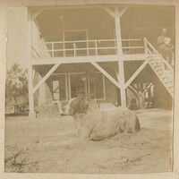Dog in front of Halls Island main house