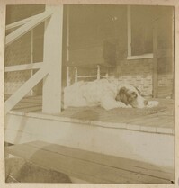 Dog resting on Halls Island porch