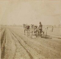 Man plowing field