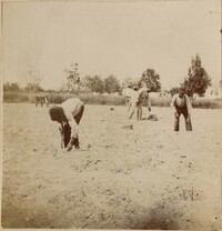 Men planting field