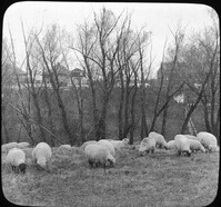 Choice Schropshire, Oxford, and Cotswold Sheep, Ames, Iowa.