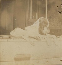 Hunting dog resting on porch