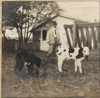 Man with two calves