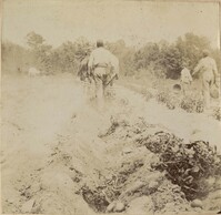 Tilling potato rows for harvesting