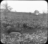 Hogs in Rape Pasture, Ames, Iowa.