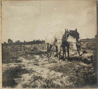 Mule resting while hitched to plow