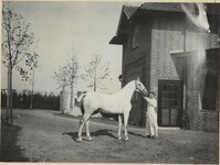 White horse and hostler in Altona